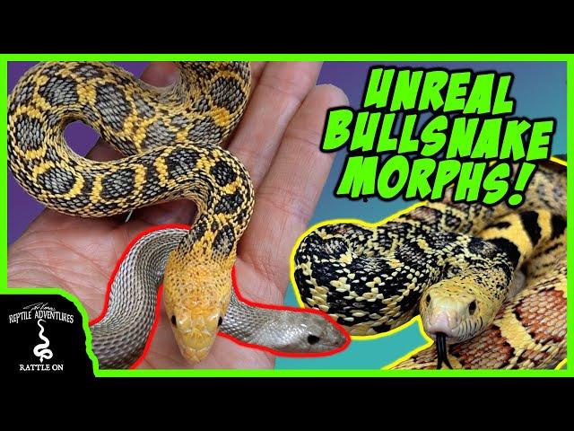 UNREAL BULLSNAKE MORPHS!