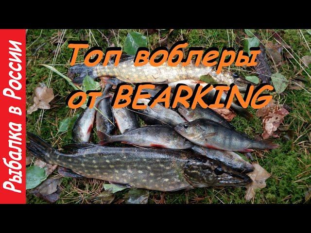 Топ воблер от Bearking.  Ловля щуки и окуня по лапухам.  Спиннинг поздней осенью.