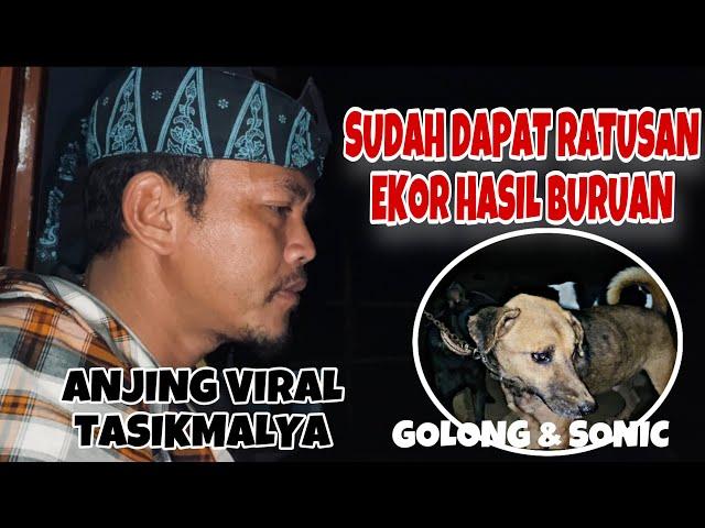 MANTAP || ANJING INI SUDAH DAPAT RATUSAN EKOR HASIL BURUANNYA