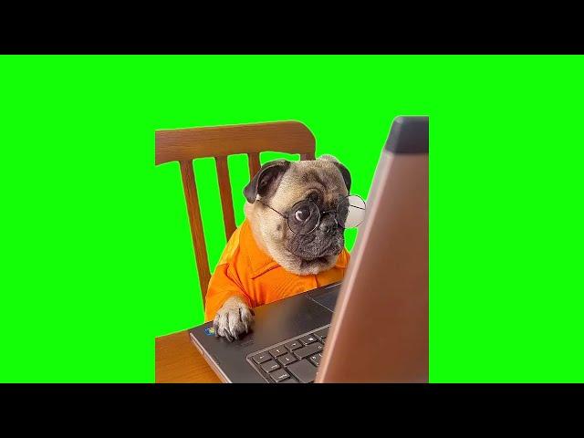 Green Screen Dog Staring at Computer Meme