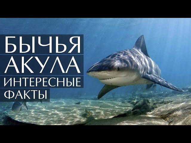 Бычья Акула - интересные факты