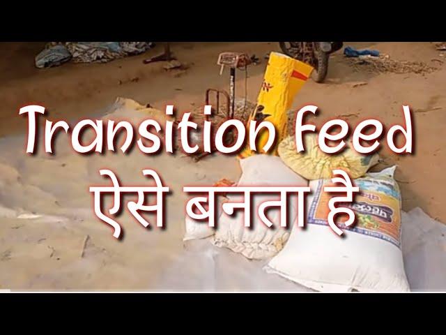 Transition Feed कैसे बनायें, ejju dairy farm bihar