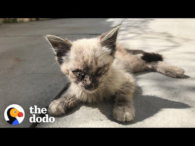 Stray Cat Completely Transforms In Her New Home | The Dodo