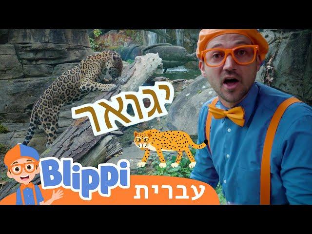 *Amazing Animals* | טלוויזיה לילדים | בדוק את זה! תסתכל על זה! BLIPPI