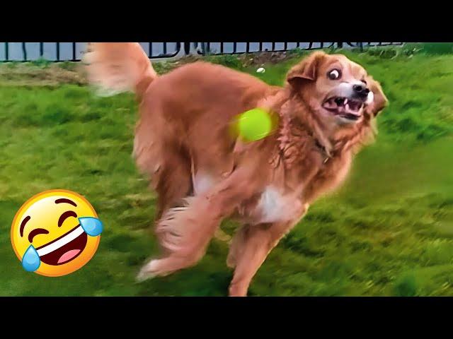 Ultimate DOGS Compilation! Best Ever Cutest PUPPIES Videos 