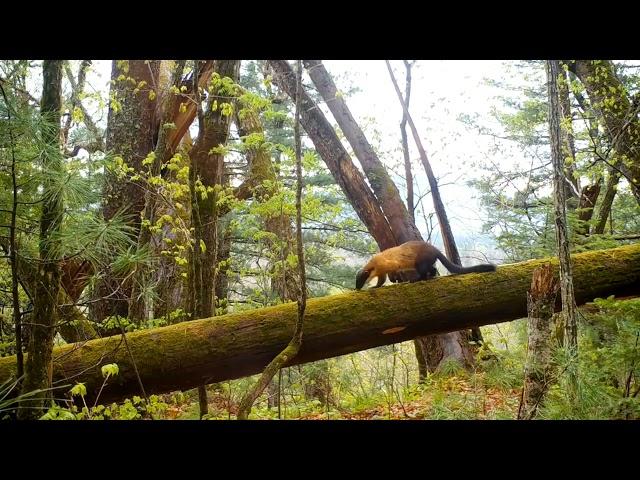 Yellow-throated marten on Khabarovsk Krai.