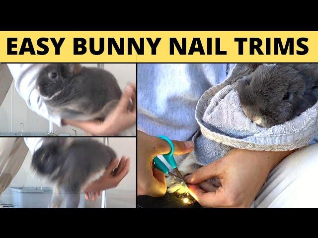 My dramatic bunnies get their nails trimmed  (bunny burrito)