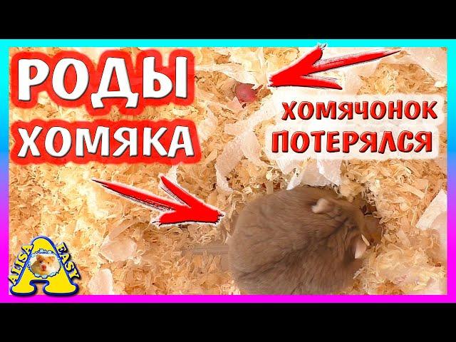 ХОМЯЧОНОК ПОТЕРЯЛСЯ / СПАСЕНИЕ Хомячонка / РОДЫ Хомки Кембелла Стеши / Alisa Easy Pets