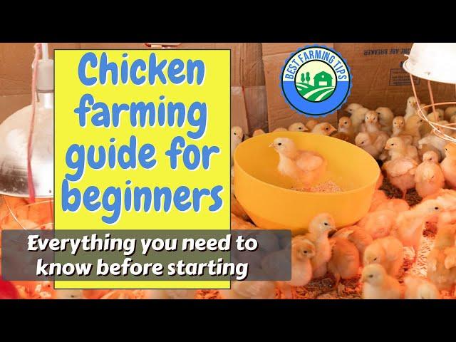 Chicken farming guide for beginners: Everything you need to know before starting