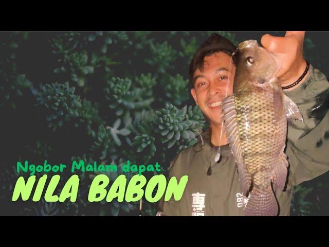 Rezeki Nomplok Hunting Malam Nemu Nila Babon