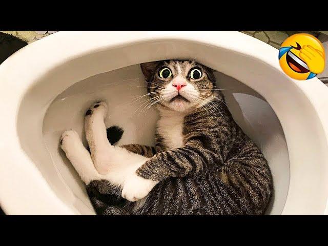 Funniest Animals  New Funny Cats and Dogs Videos  Part 3