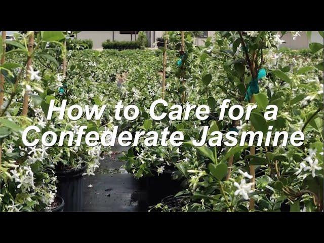 How to Grow Confederate Jasmine in the Home Landscape for SUPER FRAGRANT Flowers!