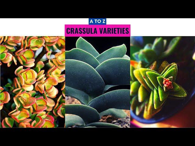 Crassula Varieties A to Z