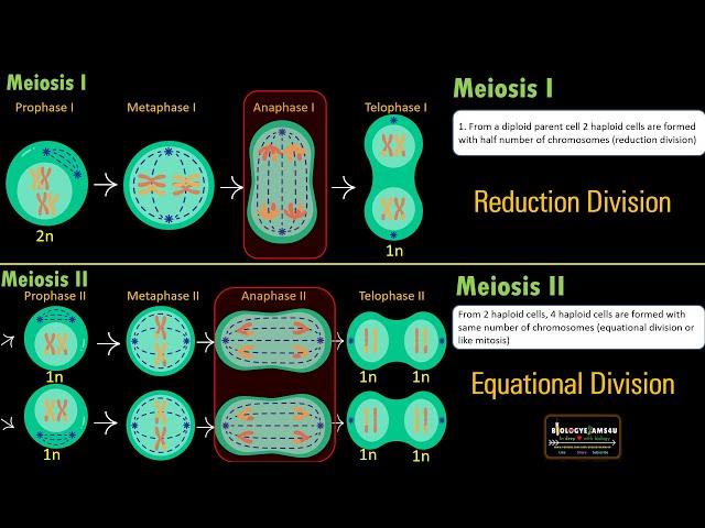 Difference between Meiosis I and II in 2 minutes