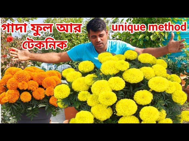 how to grow marigold plant // গাদা গাছের unique টেকনিক // #merigold