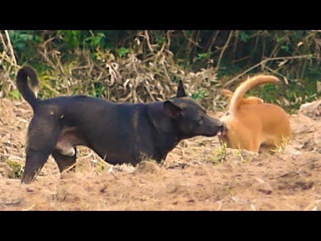 Dogs life in countryside after meeting - Stories That Will Blow You Away