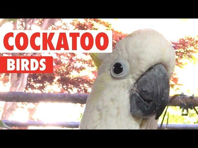 Funny Cockatoo Bird Videos That'll Make You Chuckle | The Pet Collective