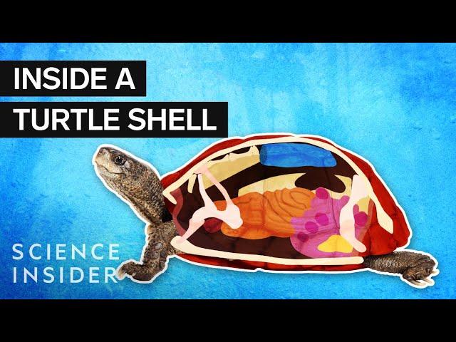 What’s Inside A Turtle Shell?