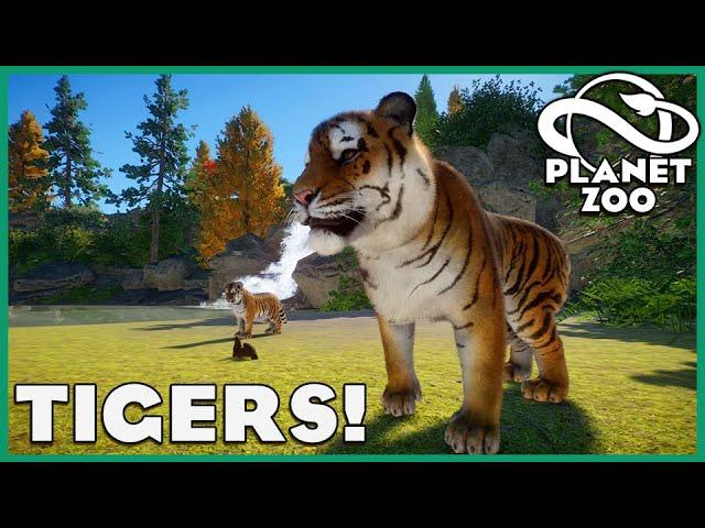 Siberian Tiger Habitats! Planet Zoo: Zoo Spotlight 21