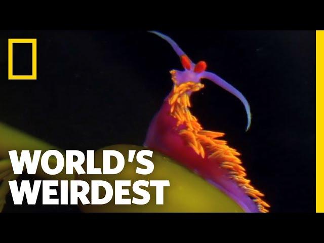 Amazing Sting Defense | World's Weirdest