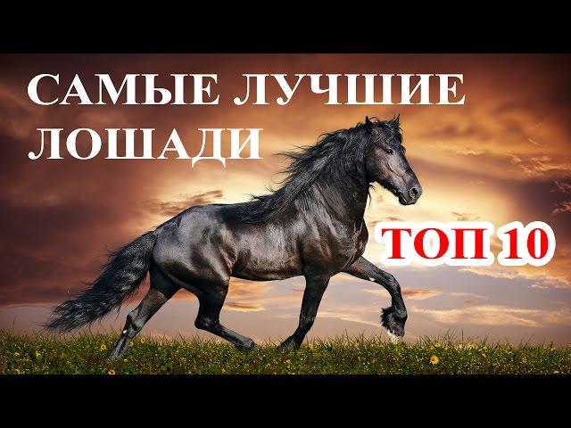 Топ 10 Самые дорогие и лучшие лошади мира. Породы лошадей