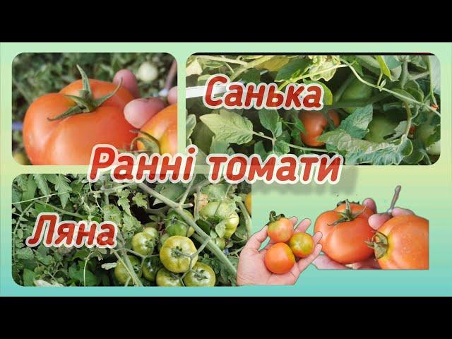 Ранні сорти томатів Санька і Ляна @vsiogo_potroshku_u_seli