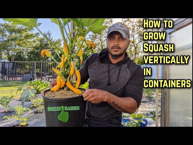 Growing Squash - Yellow Crookneck Squash | In Containers | Vertically |