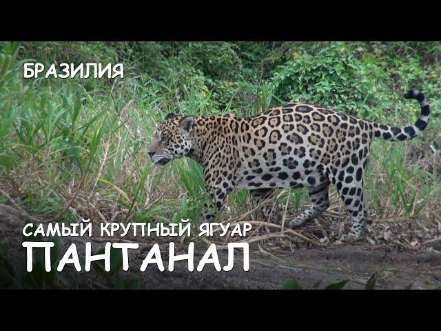 Мир Приключений - Самый крупный ягуар. Пантанал. Бразилия. Biggest jaguar Pantanal. Brazil.