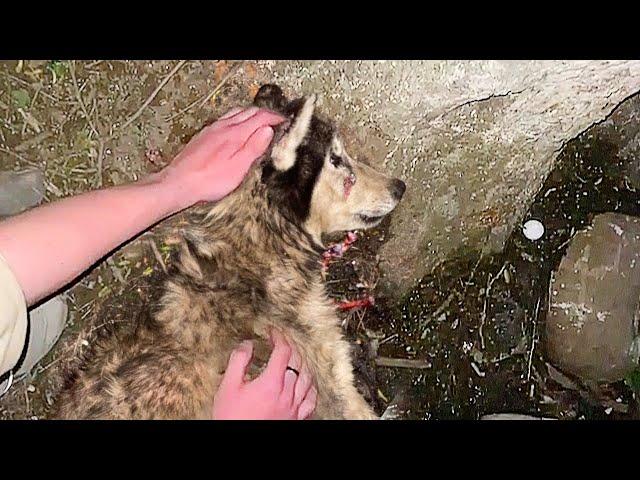 Cruelly shot and left to die, the crippled husky laid motionless for days and the tearful end