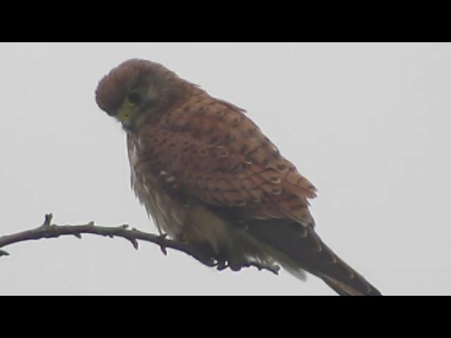 WILD COMMON KESTREL STILL-HUNTING