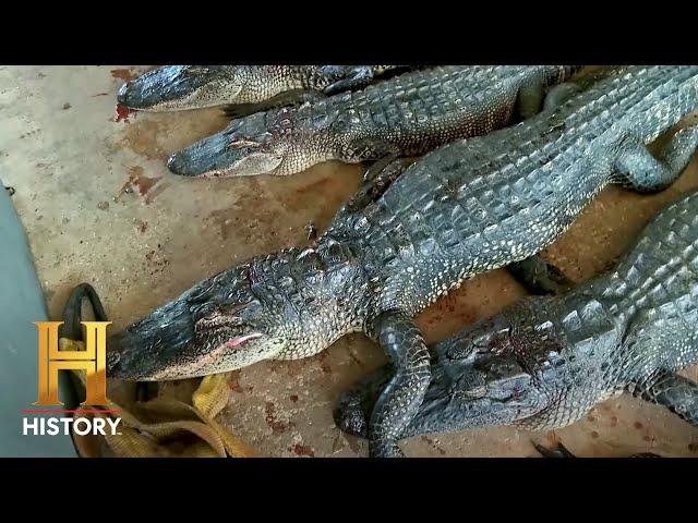 Swamp People: Troy Shoots for 100 GATORS in One Day (Season 15)