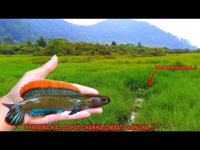 REZEKI..!! Mancing Channa Limbata Dapat Rim Super Tebal || Ikan Channa Limbata Langka