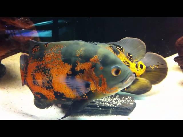 Oscar Fish - Breeding - Laying Eggs