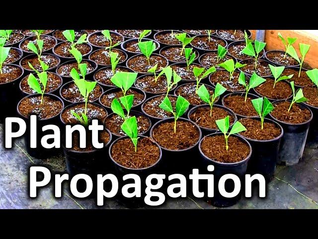 Rooting Your Own Cuttings for a Fast Growing Privacy Screen | English Laurel Plant Propagation