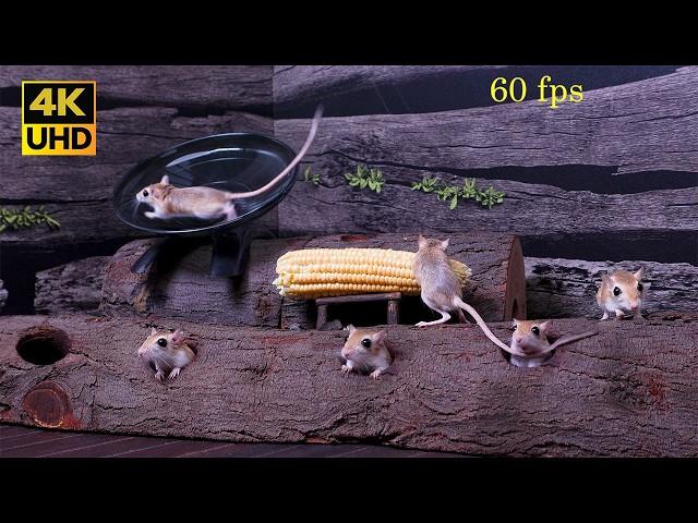 Cat TV games mice playing hide & seek and squeaking for cats to watch 4k UHD 60fps