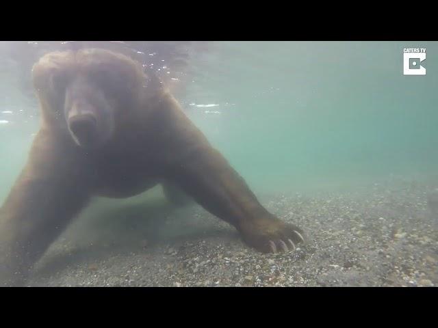 Как ловит рыбу медведь под водой)