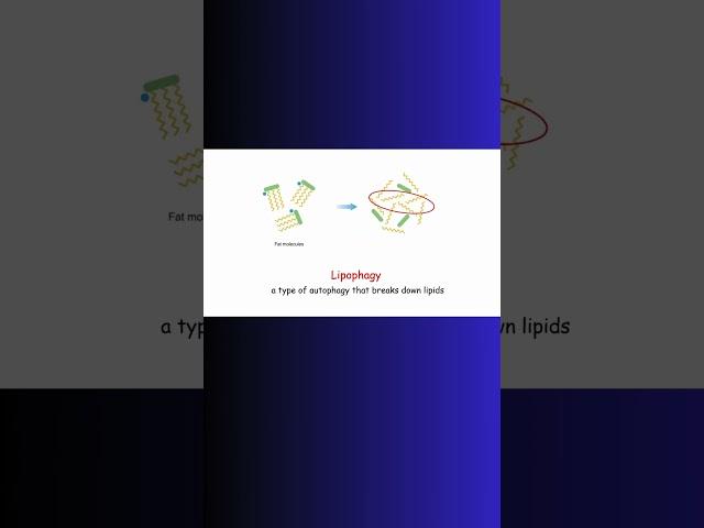 LIVER FAT AND EXERCISE! AUTOPHAGY! #autophagy #liver #exercise #cardio #biochemistry #physiology