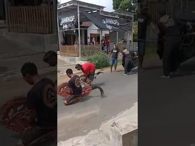 Bantengan Kalap Dusun Pancuran