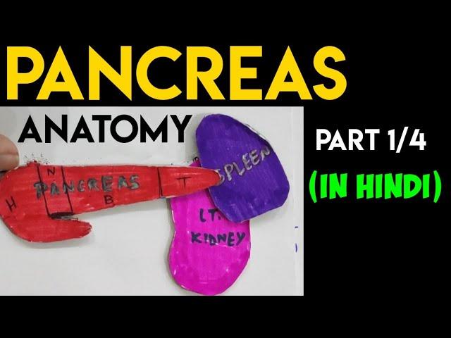 Pancreas Anatomy (1/4) | Head & Neck of Pancreas | Abdomen Anatomy