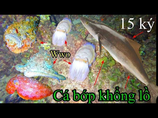 T_179_ lần đầu tiên trong đời + của xuyên được con cá bớp ( siêu to khổng lồ  ) ????