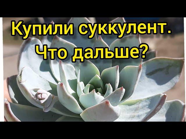 Купили суккулент.Что дальше?