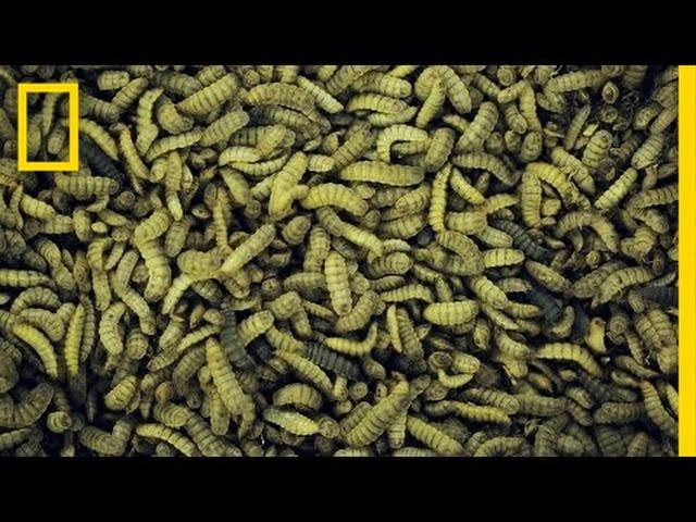 The Bugs That Decompose Bodies and Help Solve CSI Secrets | National Geographic