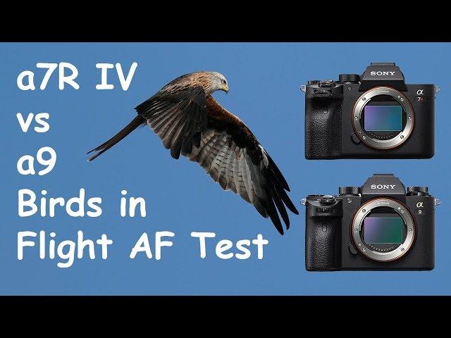 Sony a7R IV vs a9 Birds in Flight Autofocus Comparison