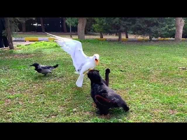 Cat fights with seagulls and crows to eat
