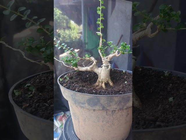 pruning Bonsai sancang mame #shorts