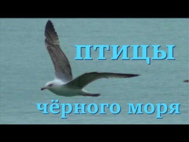 Птицы Чёрного моря у берегов Нового Афона (Абхазия), чайки, нырки чомга, бакланы.