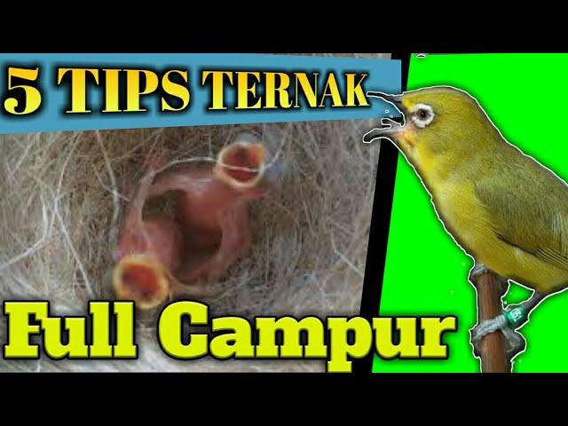 5 TIPS CARA MUDAH TERNAK PLECI FULL CAMPUR UNTUK PEMULA | ZOSTEROPS BREEDING | FR Ultimate Bird Farm