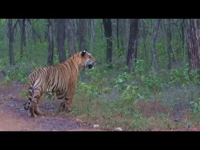 Adult male tiger (Panthera tigris)