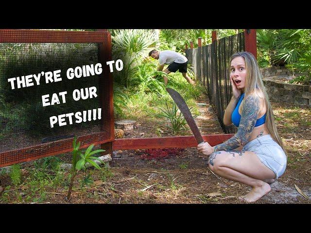 GIANT Snakes Invade our Yard!