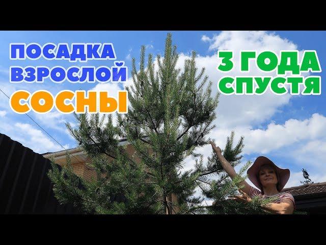 ПОСАДКА ВЗРОСЛОЙ СОСНЫ ИЗ ЛЕСА - 3 ГОДА СПУСТЯ